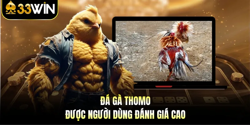 Trực Tiếp Đá Gà Mạng - Trải Nghiệm Hấp Dẫn Tại 33WIN 4 Đá gà Thomo được người dùng đánh giá cao