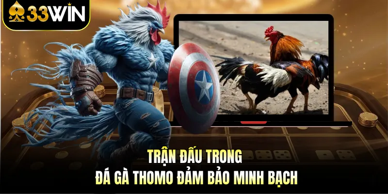 Đá Gà Thomo - Trận Đấu Công Bằng Và Chiến Thuật Hấp Dẫn 2 Trận đấu trong đá gà Thomo đảm bảo minh bạch